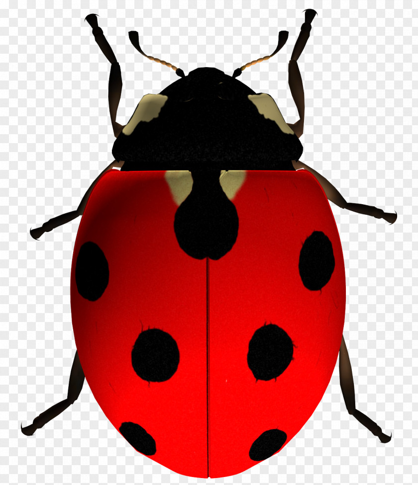 Ladybug Ladybird Clip Art PNG