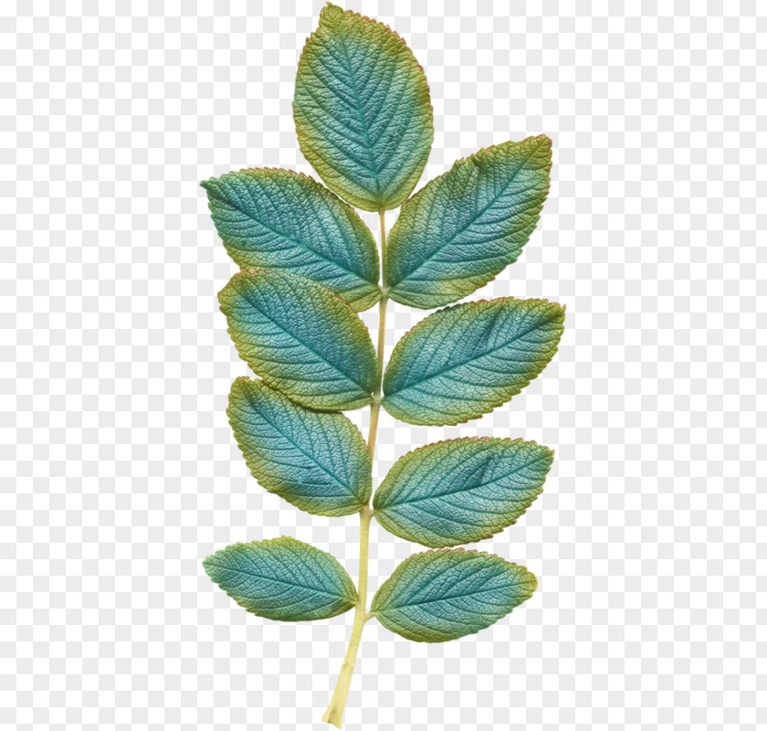 Leaf Drawing PNG