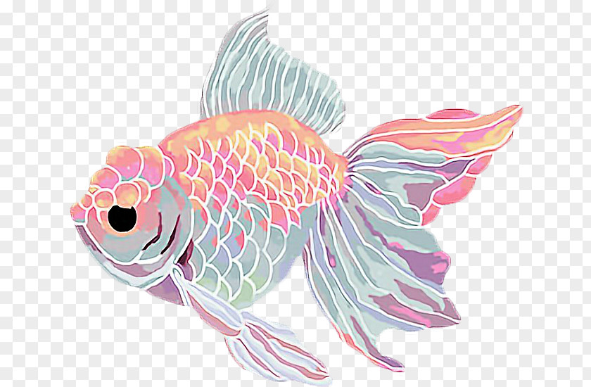 Sparkle Heart Drawing Goldfish Clip Art PNG