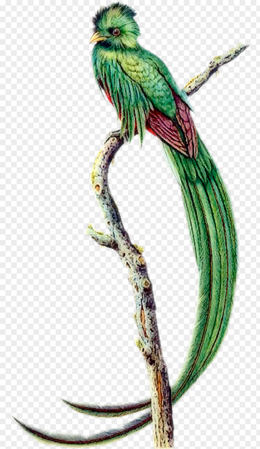 Budgie Parakeet Bird Tattoo PNG