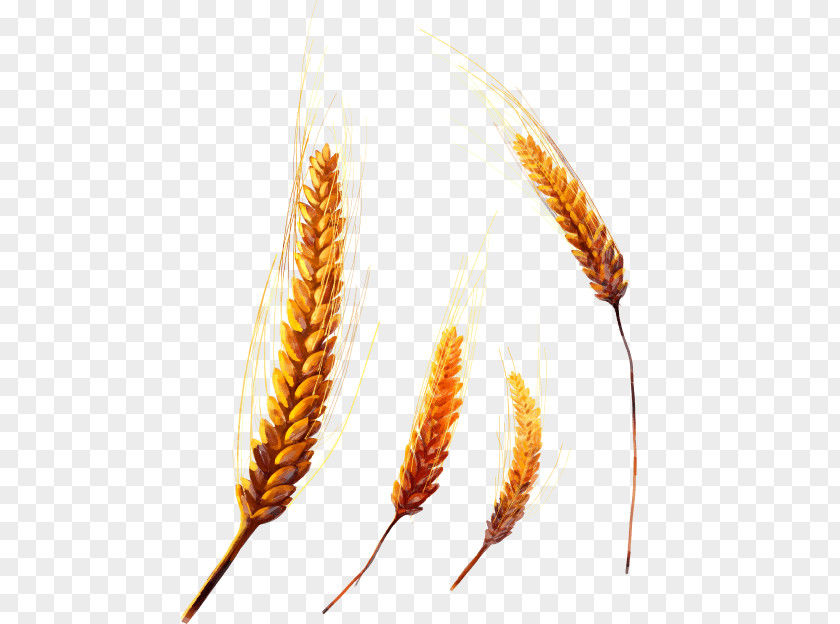 Ear Emmer Einkorn Wheat Common Cereal Grain PNG