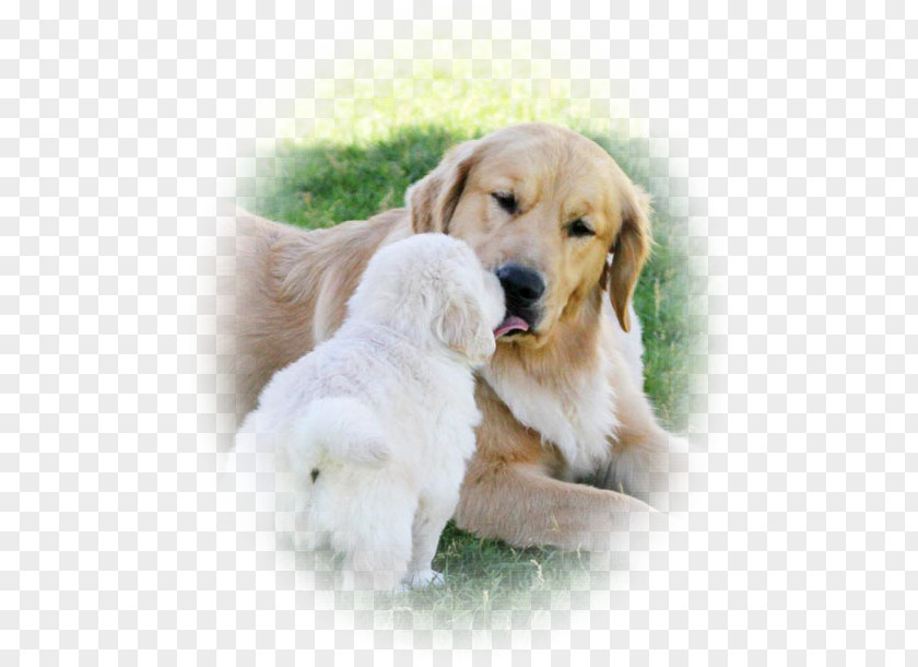 Golden Temperament Retriever Puppy Dog Breed Companion PNG