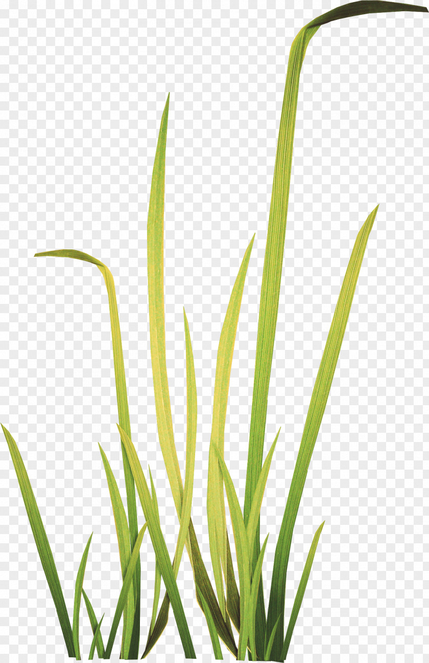 Grass Herbaceous Plant Meadow Clip Art PNG