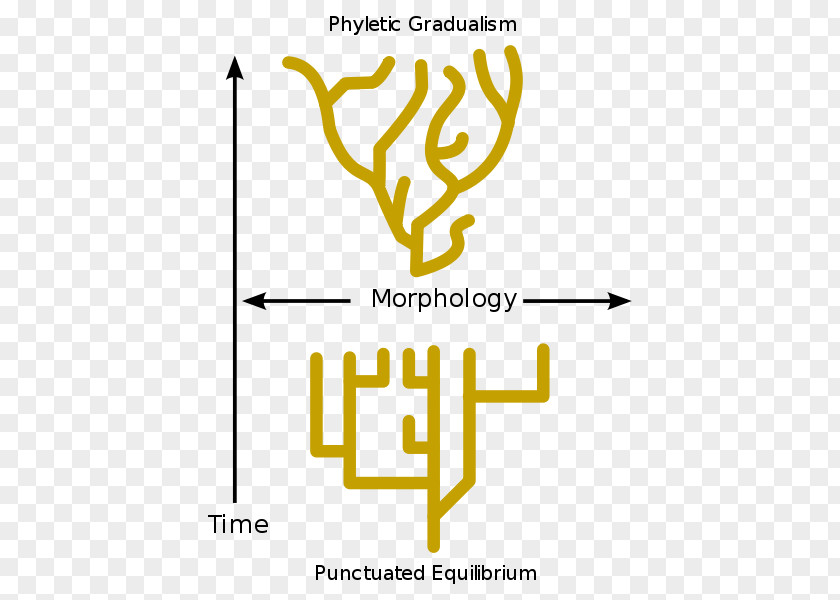 Natural Selection Punctuated Equilibrium Evolution Phyletic Gradualism Biology PNG
