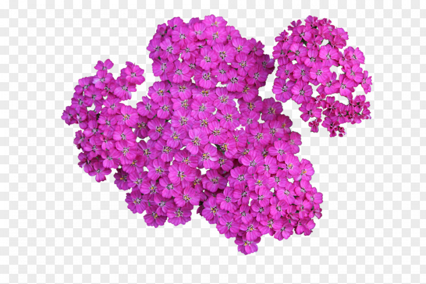 Plant Yarrow Planta Tree Petal PNG