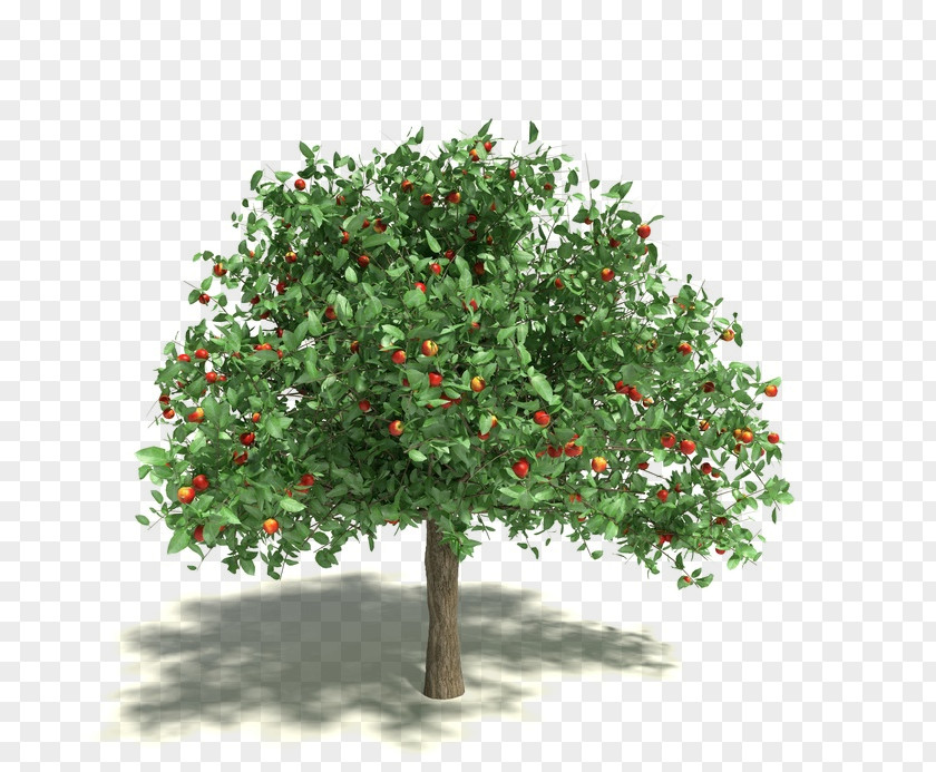 Apple Apples Stock Photography Tree Clip Art PNG