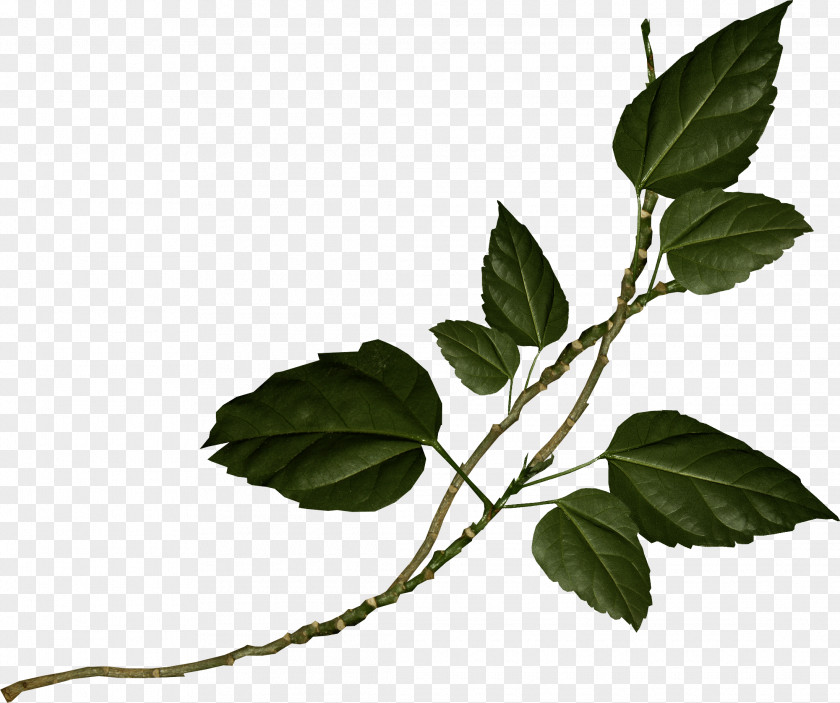 Dark Green Leaves Leaf Clip Art PNG