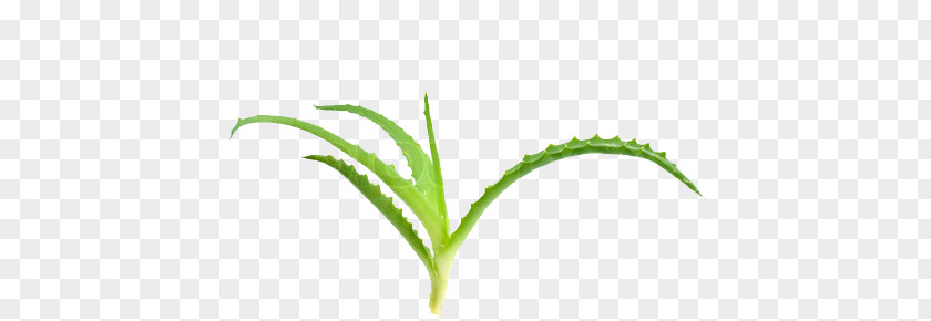 Plant Aloe Vera Stem Medicinal Plants Stock Photography PNG