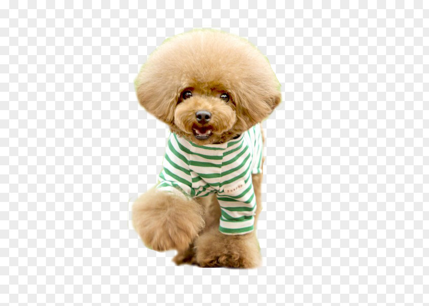Teddy Brown Dog Toy Poodle Yorkshire Terrier Yorkipoo Puppy PNG