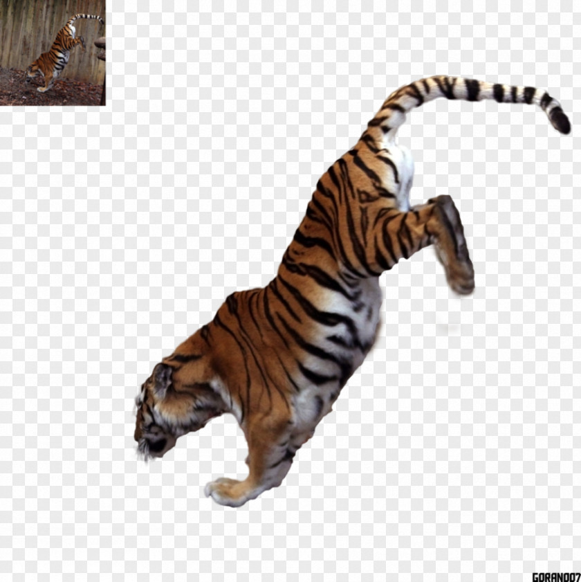 Tiger Big Cat Terrestrial Animal Fur PNG