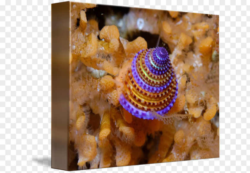 Watercolor Snail Calliostoma Annulatum Invertebrate Yellow Purple PNG