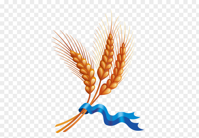 Wheat And Ribbons Picture Material Cereal Harvest Ear PNG