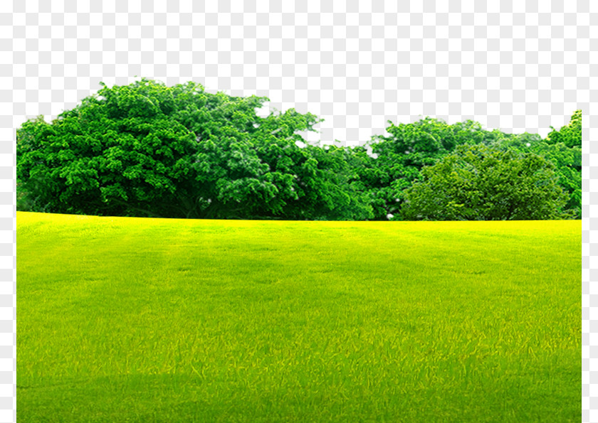 Woods On The Grass Lawn Grassland PNG