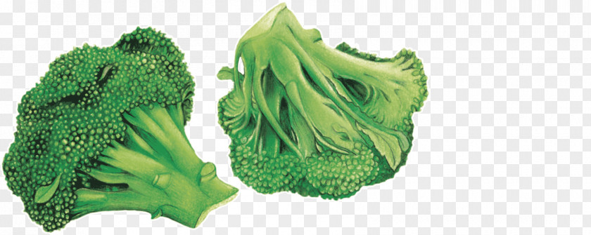 Choux Chinois Leaf Vegetable Broccoli Chou Blog Association Kokopelli PNG