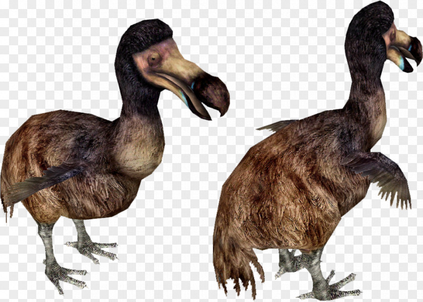 Duck Bird Dodo Extinction Zoo Tycoon 2 PNG