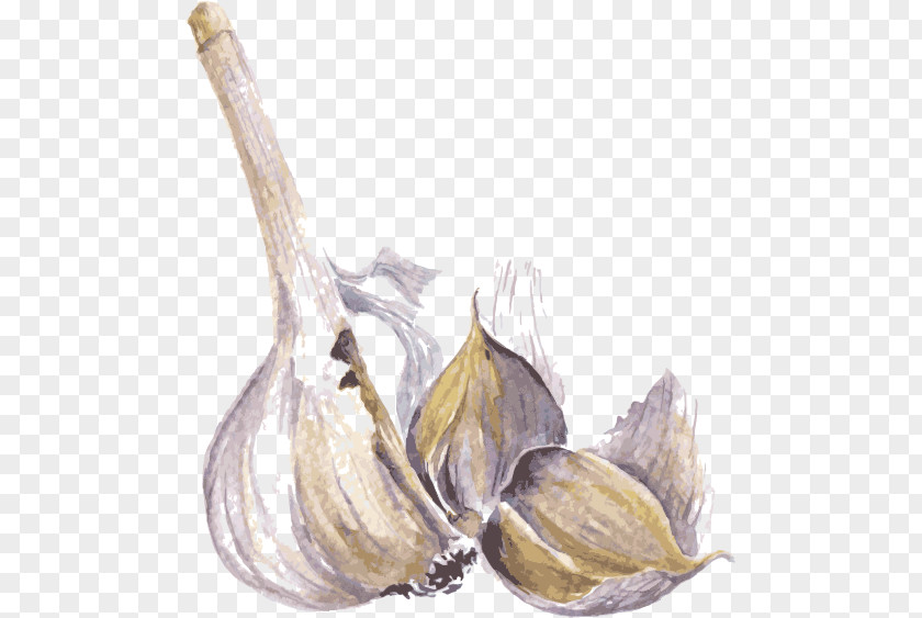 Garlic Vector Watercolor Painting Drawing Spice Illustration PNG