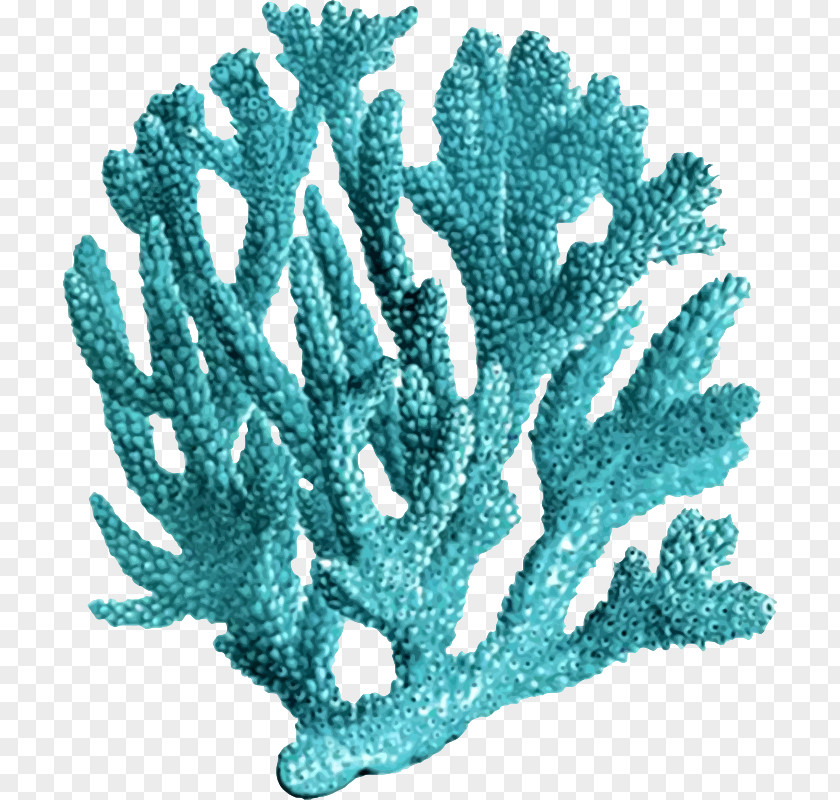 Reef Coral Printmaking Sea PNG