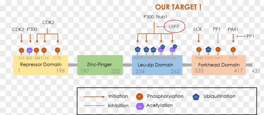 Regulatory T Cell FOXP3 Transcription Factor RAR-related Orphan Receptor Gamma PNG