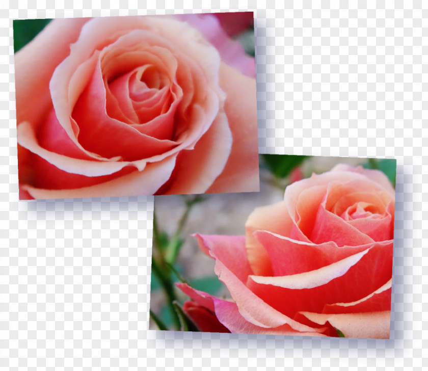 Rose Garden Roses Petal Flower PNG