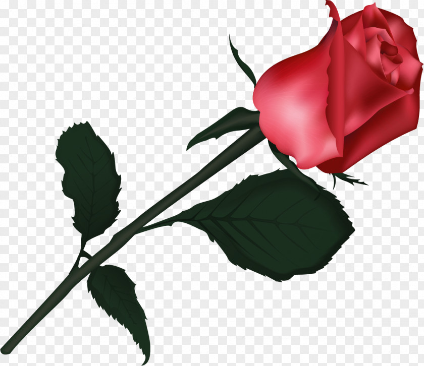 Black Rose Garden Roses Centifolia Flower Rosa Chinensis Clip Art PNG