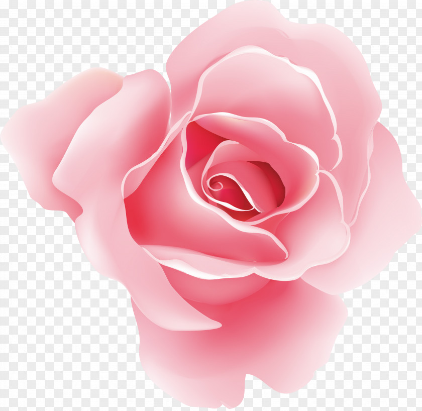 Flower Rose Floral Design Pink PNG