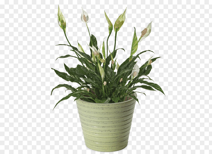 Plant Peace Lily Variegation Houseplant Dwarf Umbrella Tree PNG