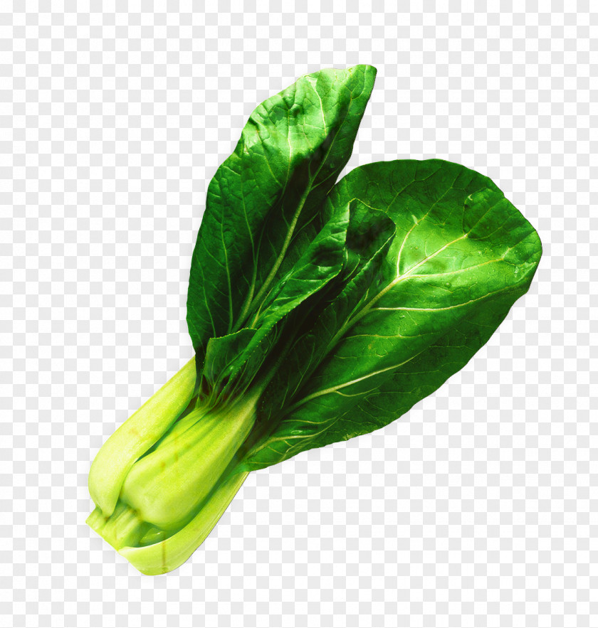 Romaine Lettuce Collard Greens Spring Background PNG