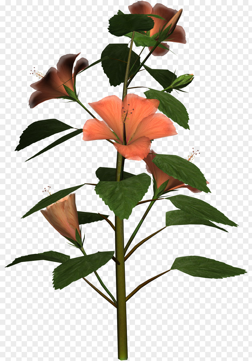 Smell Of Hibiscus Mutabilis Cut Flowers Clip Art PNG