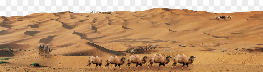 Camel Team Sand Desert Great Sandy Erg PNG