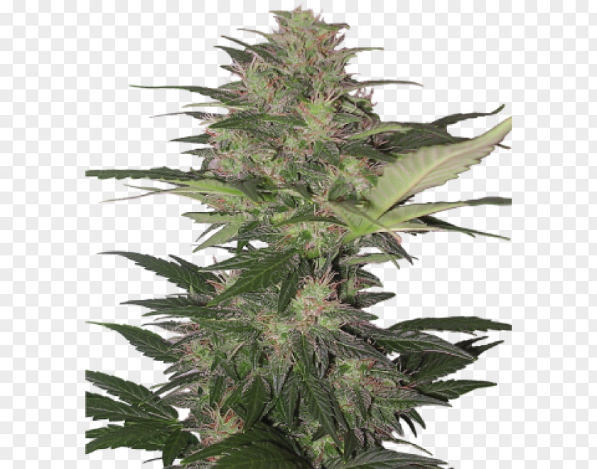 Cannabis Gorilla Glue 4 Autoflowering Seed PNG