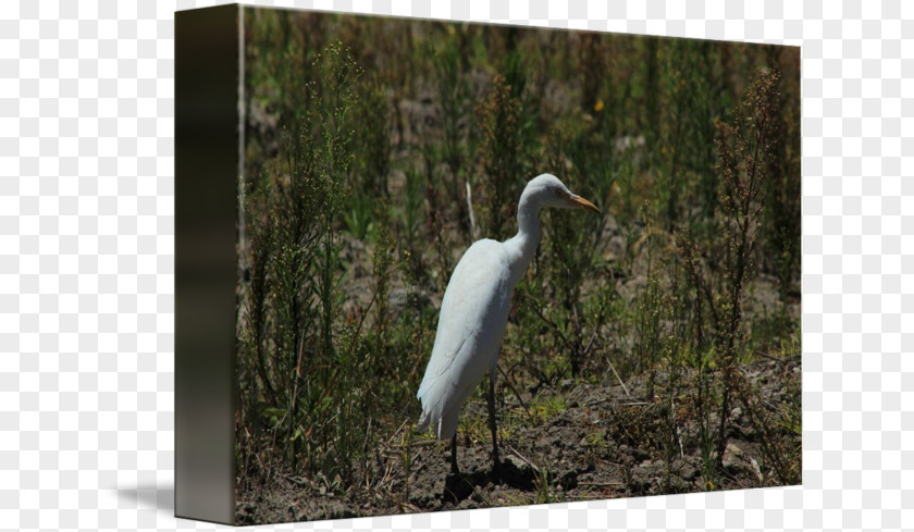Cattle Egret Great Ibis Fauna Stork Ecosystem PNG