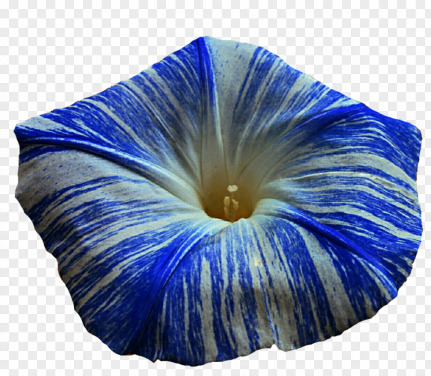 Flower Morning Glory Petal Blue Dawn Common Morning-glory PNG
