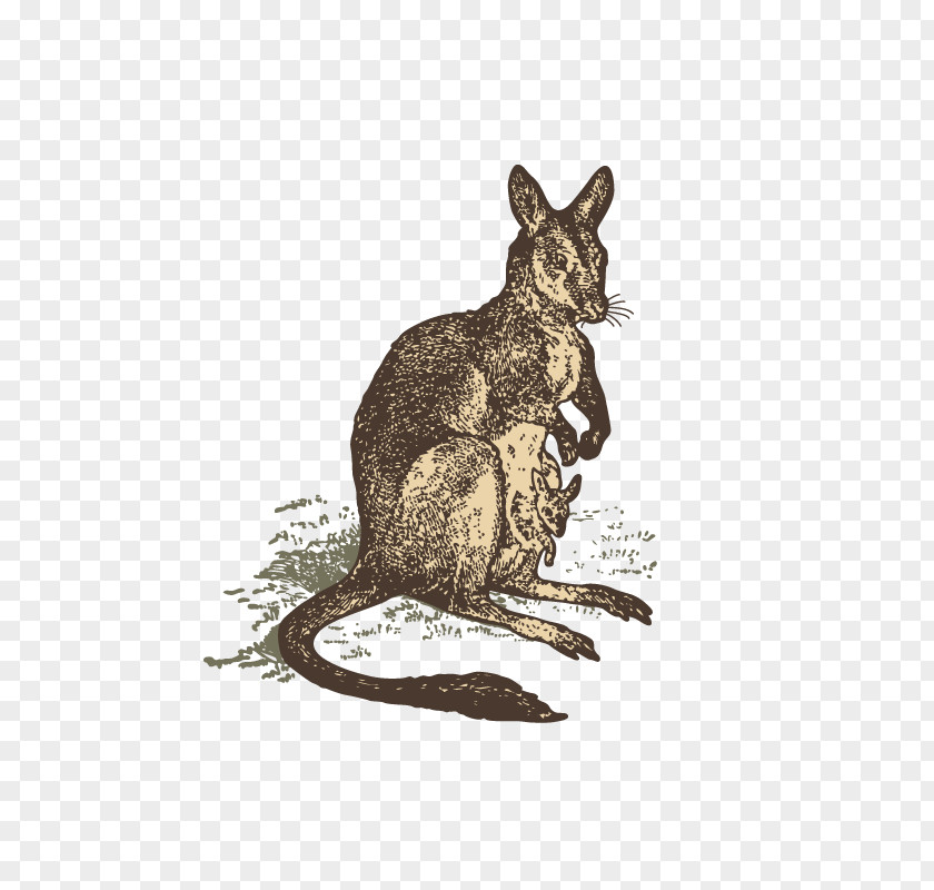 Hand-painted Kangaroo Domestic Rabbit Animal Drawing PNG