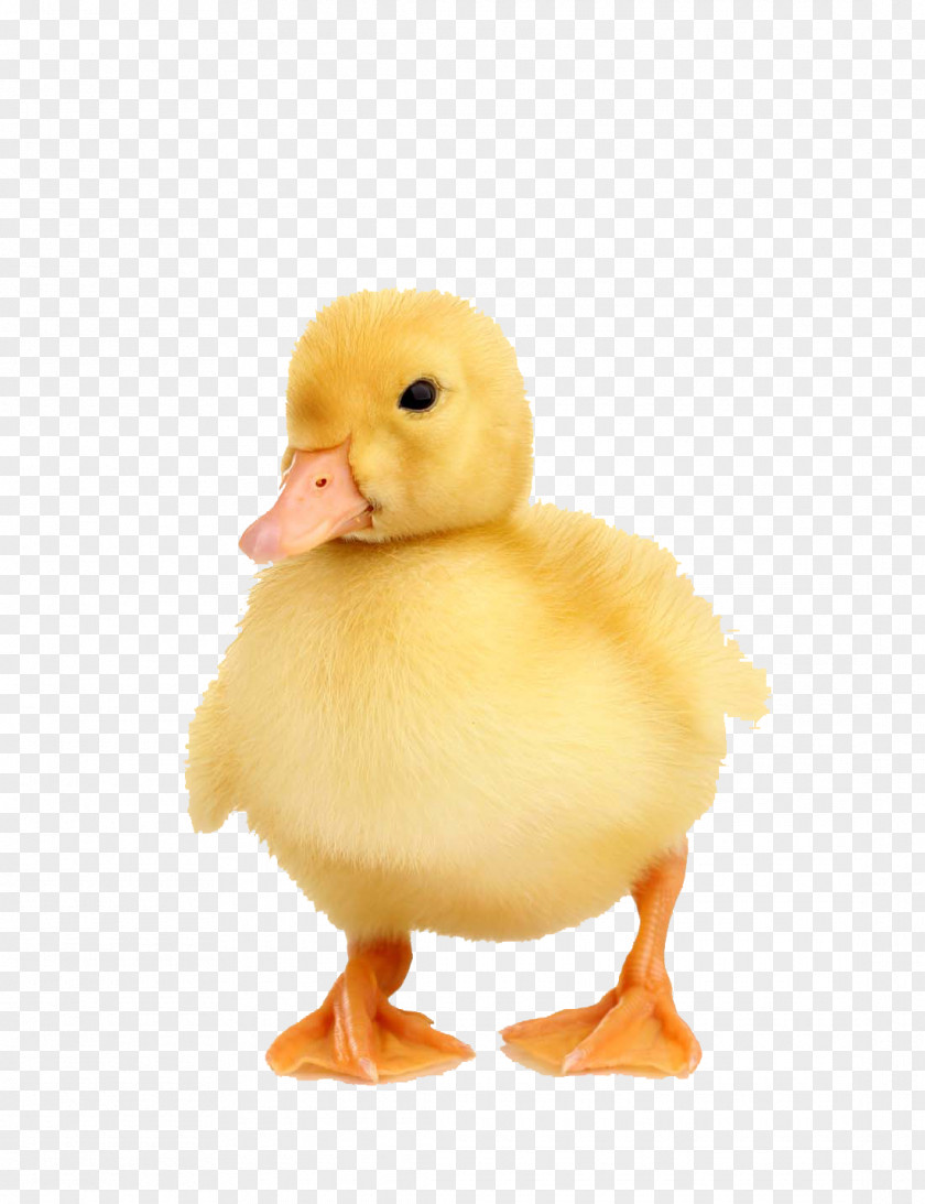 Little Yellow Duck Stock Photography Alphabet Letter Domanmetoden Royalty-free PNG