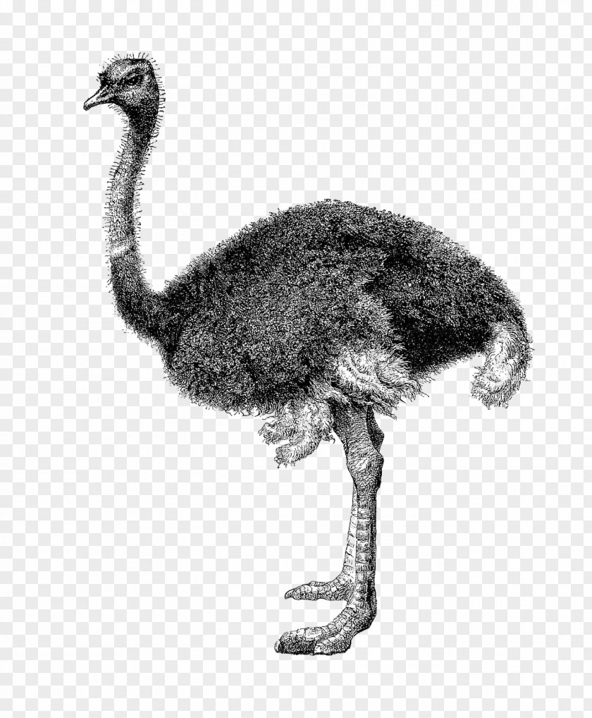 Ostrich Common Clip Art PNG