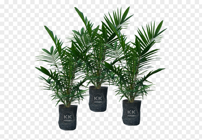 Palm Kernel Date Flowerpot Houseplant Evergreen Shrub PNG