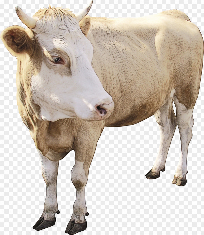 Dairy Cow Bull Watercolor Animal PNG