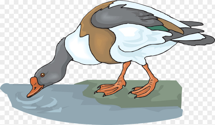 Duck Clip Art Openclipart Mallard Vector Graphics PNG