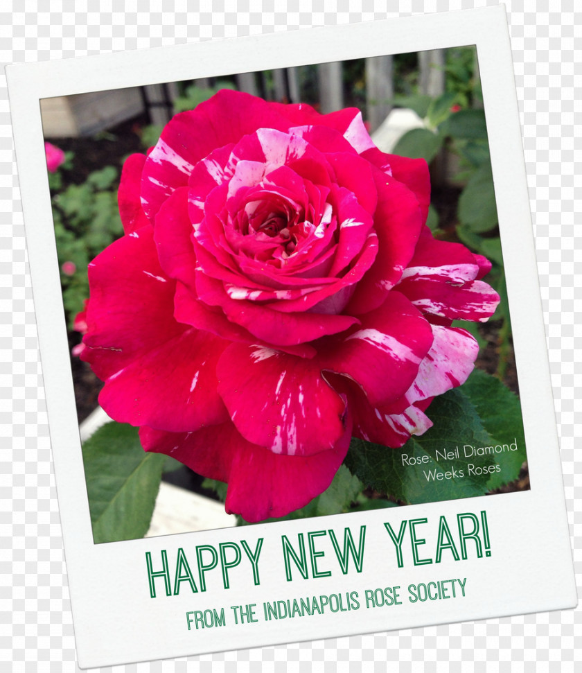 Happy New Year Flower Year's Day Garden Roses Holiday PNG