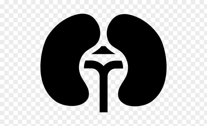 Kidney Computer Icons Organ Medicine PNG Medicine, others clipart PNG