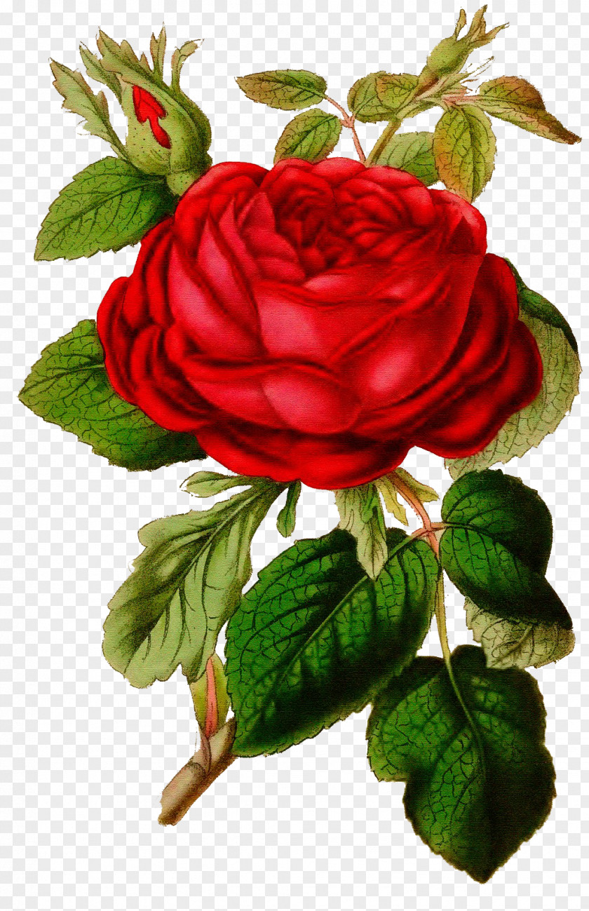 Rose Floral Design Graphics Garden Roses Image PNG