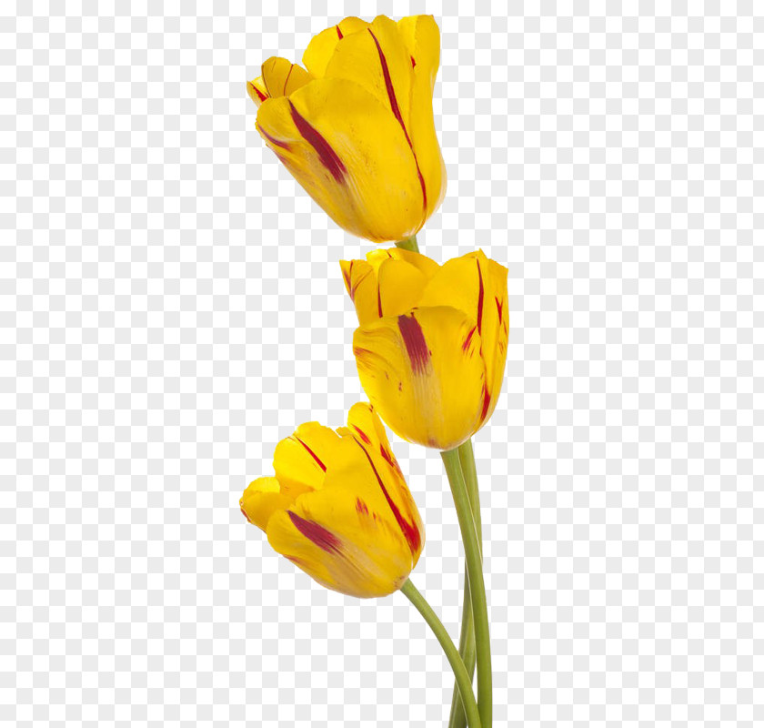 Three Yellow Tulips Tulip Flower Download Stock Photography PNG