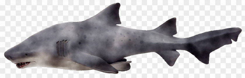 Whiskers Cat Dog Requiem Sharks PNG