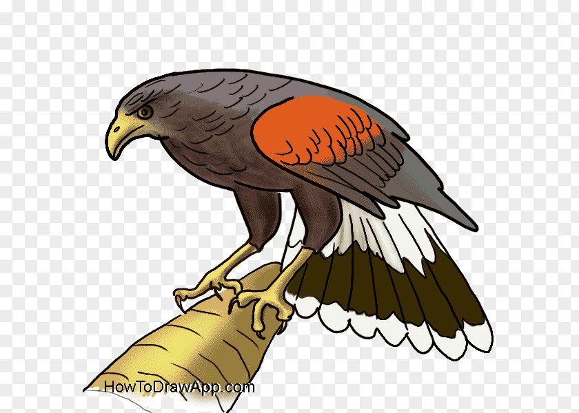 Eagle Bald Hawk Drawing PNG