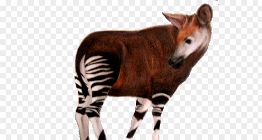 Okapi Art Animal Information PNG