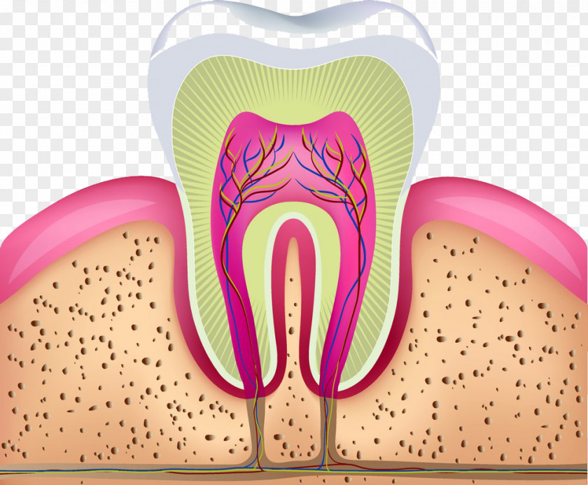 Sectional Diagram Teeth Human Tooth Dentistry Illustration PNG