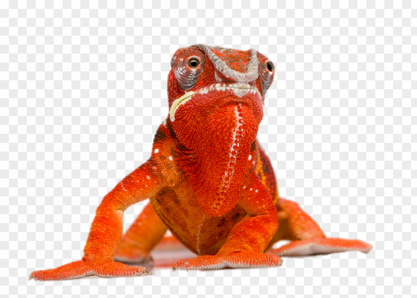 Squatting On The Ground Chameleon Health Information Technology Resource PNG