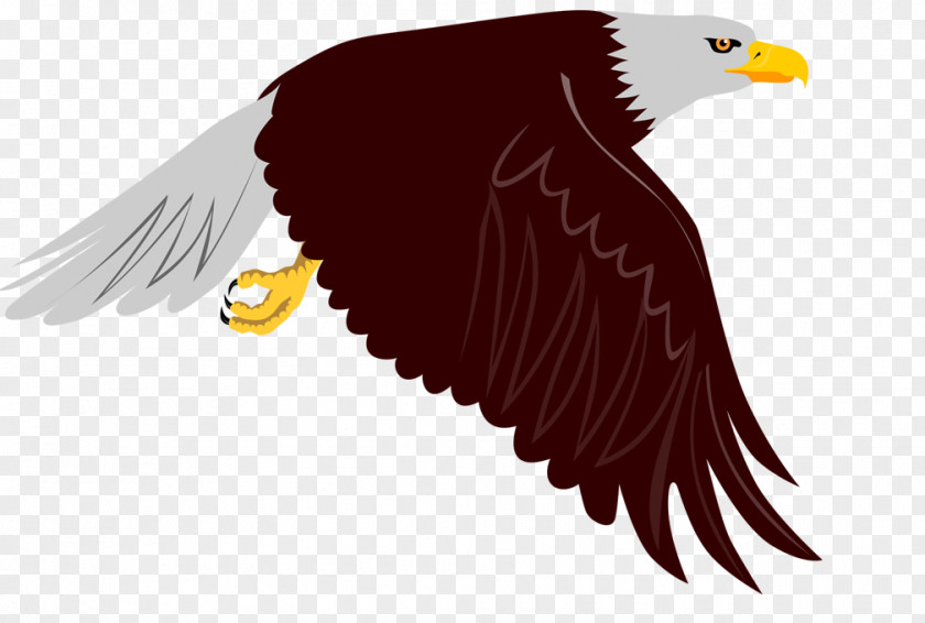 Bird Bald Eagle Clip Art PNG