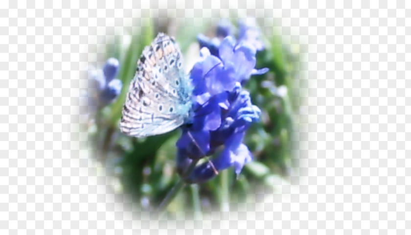 Flowers Board Gossamer-winged Butterflies Lavender PNG