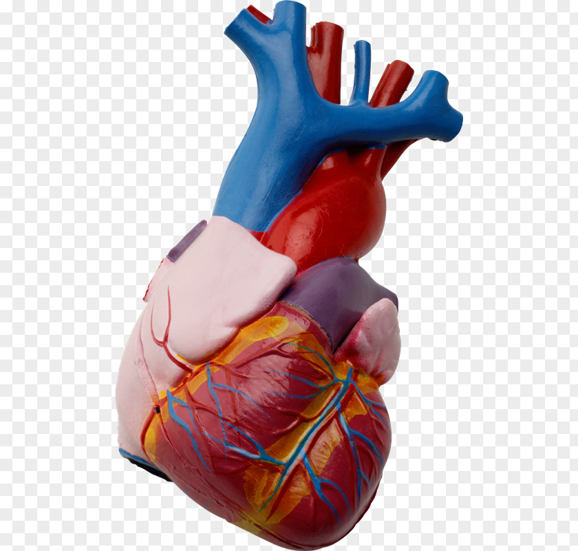 Heart Anatomy Hypertension Beta Blocker Cardiovascular Disease PNG